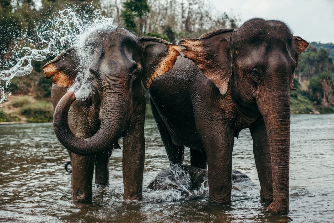 Asian Elephants Bathing